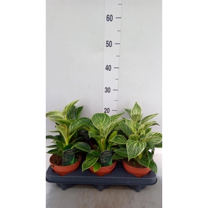 Philodendron   ...
