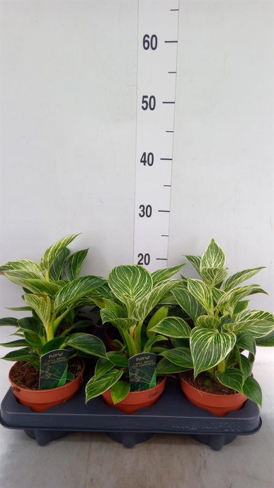 <h4>Philodendron   ...</h4>