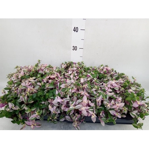 Tradescantia flum. 'Quadricolor'
