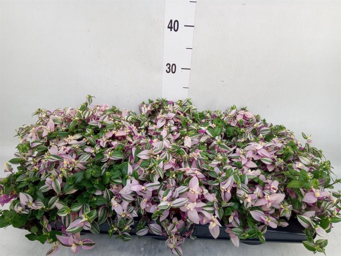 <h4>Tradescantia flum. 'Quadricolor'</h4>