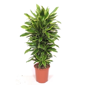 Dracaena Golden Coast
