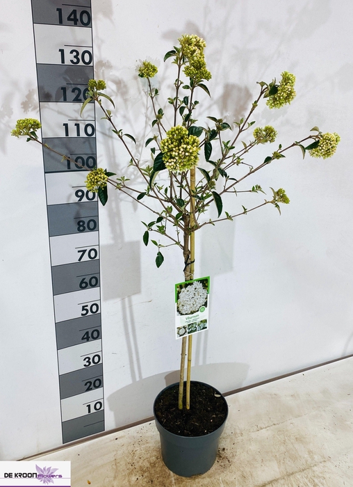 <h4>VIBU ESKIMO</h4>