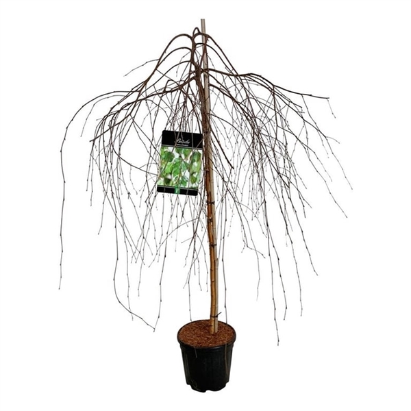 <h4>Betula p. 'Youngii'</h4>