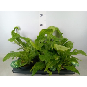 Microsorum musifolium 'Crocodyllus'