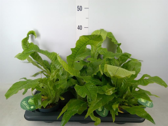 <h4>Microsorum musifolium 'Crocodyllus'</h4>