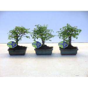 Zelkova parvifolia, 15cm., broom, without driptray