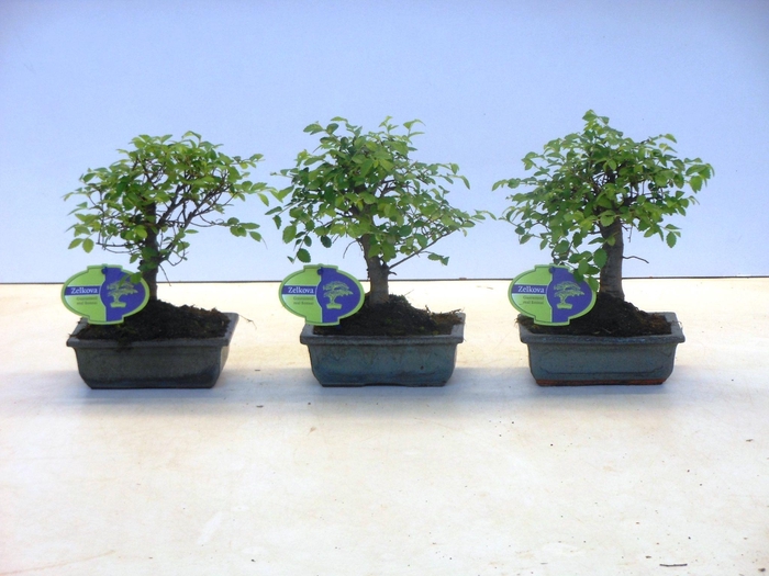 <h4>Zelkova parvifolia, 15cm., broom, without driptray</h4>