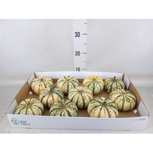 Cucurbita