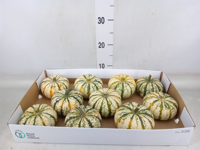 <h4>Cucurbita</h4>