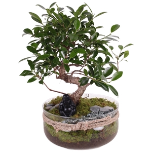 Bonsai s-shape mixed ø20cm in vase with rope ø24cm