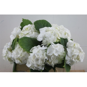 Hydr M Schneeball 40-17 (nl)