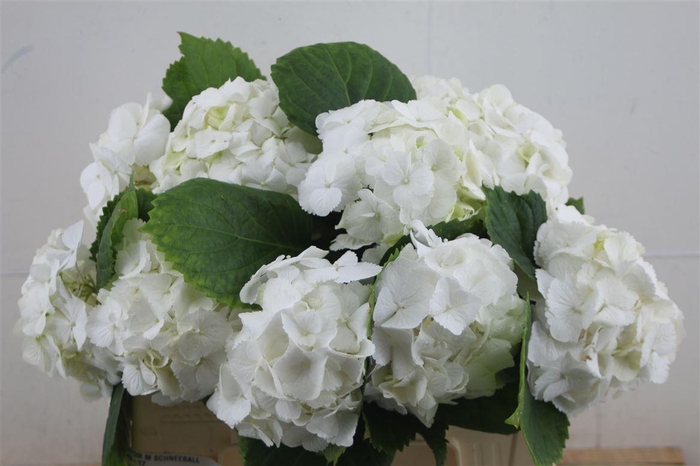 <h4>Hydr M Schneeball 40-17 (nl)</h4>