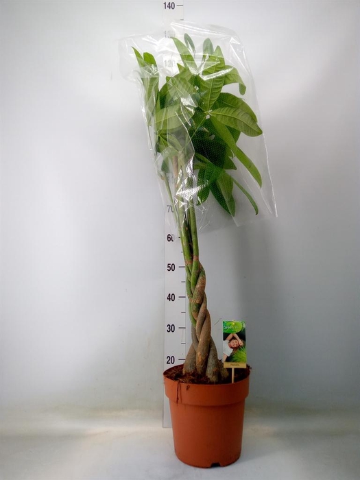 <h4>Pachira aquatica</h4>