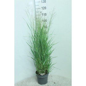 Panicum virgatum