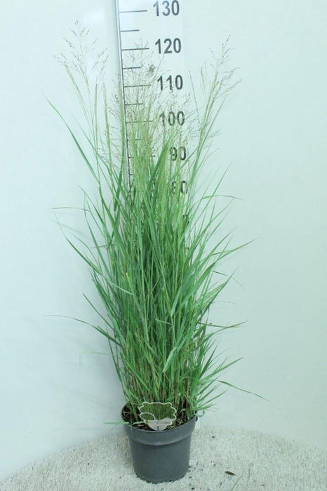 <h4>Panicum virgatum</h4>