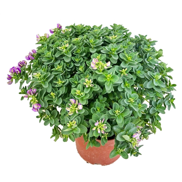 <h4>Polygala bibi pink</h4>