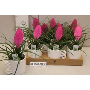 ARR TILLANDSIA