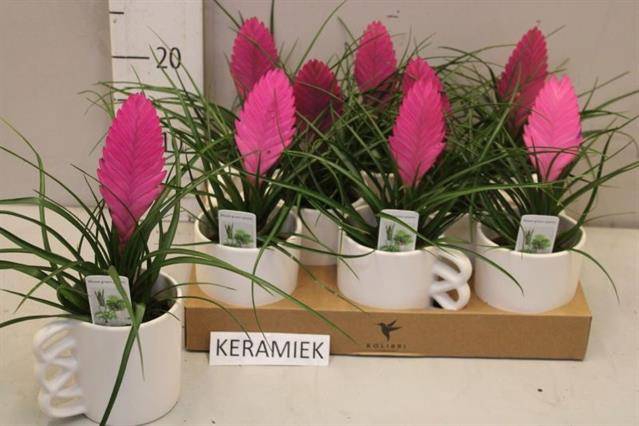 <h4>ARR TILLANDSIA</h4>