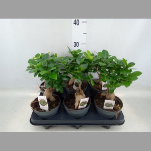 Ficus microcarpa 'Ginseng'