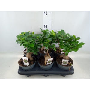 Ficus microcarpa 'Ginseng'