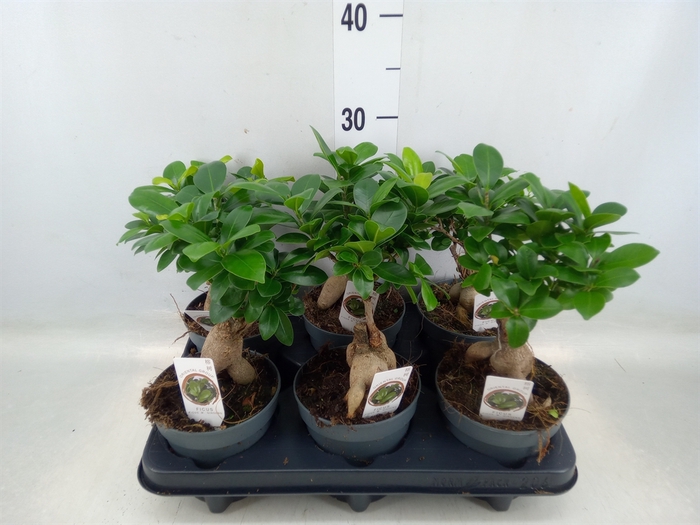 <h4>Ficus microcarpa 'Ginseng'</h4>