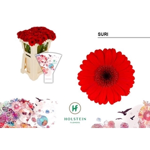 GERBERA MI 'SURI'