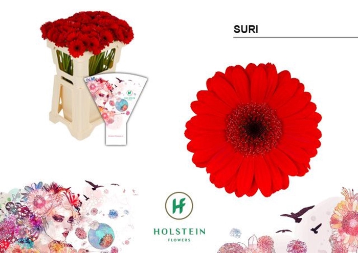 <h4>GERBERA MI 'SURI'</h4>