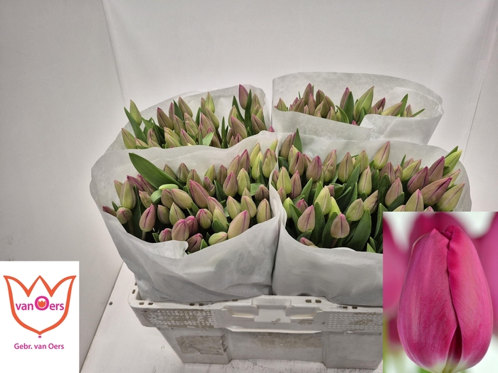 <h4>TU EN BARCELONA</h4>