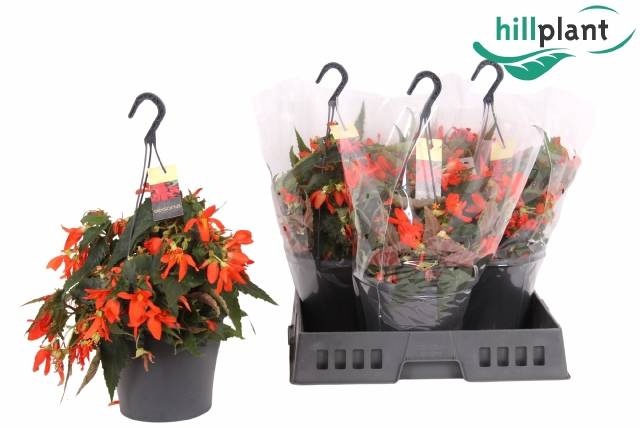 <h4>Bego B Cr Fi Orange</h4>