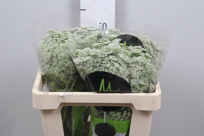 <h4>Ammi Vis Casablanca</h4>