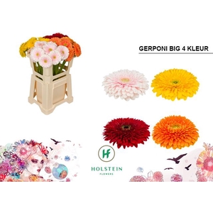GE GB GERPONI BIG 4-KLEUR Emmer x40