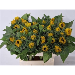 HELIAN AN SUNRICH OR