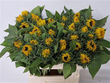 <h4>HELIAN AN SUNRICH OR</h4>