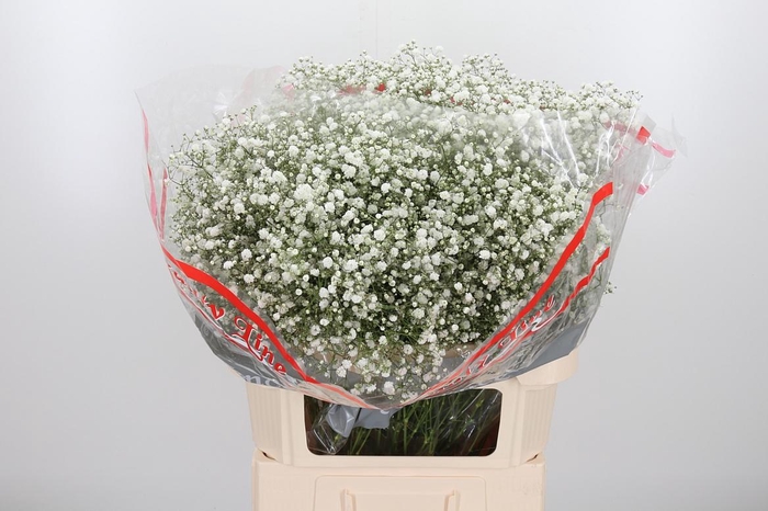 <h4>Gyps Pa Xlence</h4>