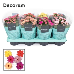 Kalanchoe blossfeldiana gevuld Serenity gemengd