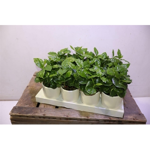 arr8 Coffea Arabica
