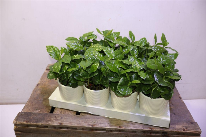 <h4>arr8 Coffea Arabica</h4>