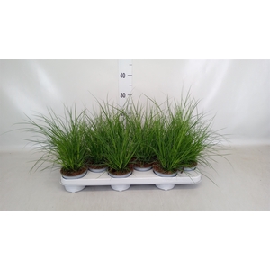 Carex brunnea