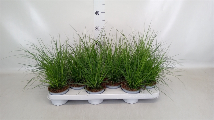 <h4>Carex brunnea</h4>