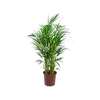 ARECA BAMBU P24