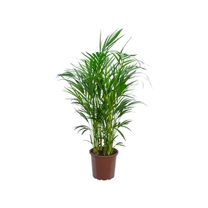 ARECA BAMBU P24