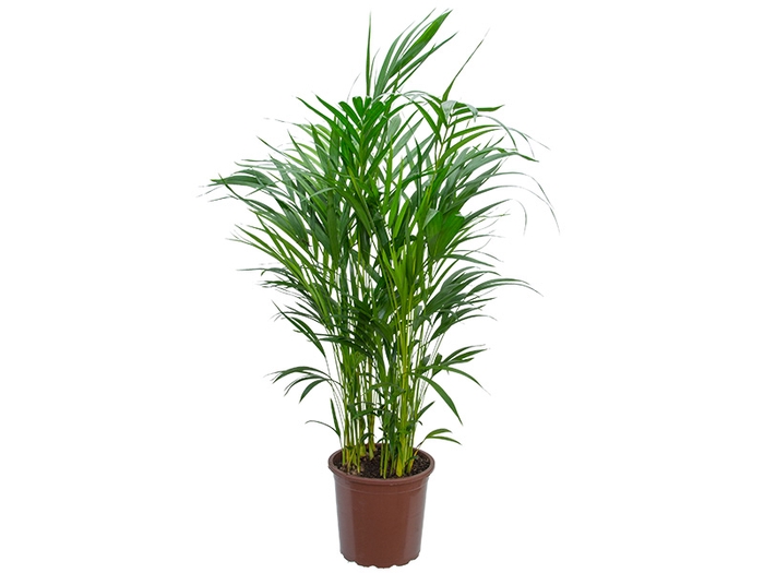 <h4>ARECA BAMBU P24</h4>