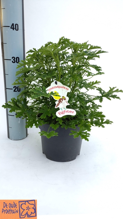 <h4>PEL GEM WELRIEKEND</h4>