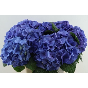 Hydr M My Delftblue 60-23