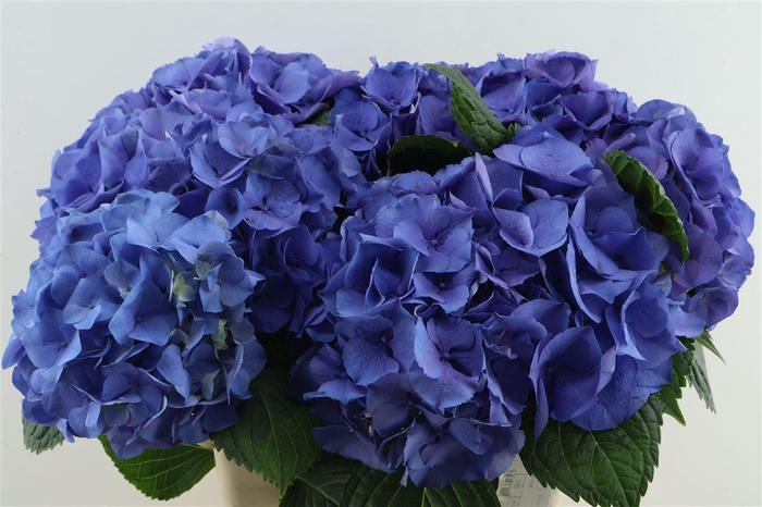<h4>Hydr M My Delftblue 60-23</h4>