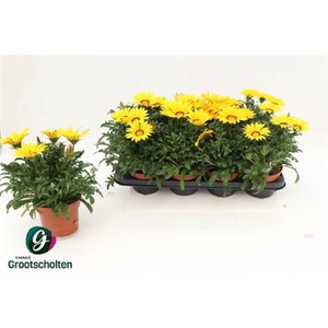 Gazania 'Kiss Yellow'