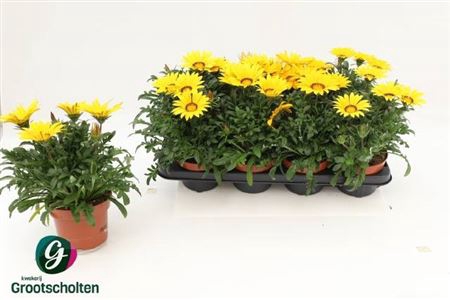 <h4>Gazania 'Kiss Yellow'</h4>