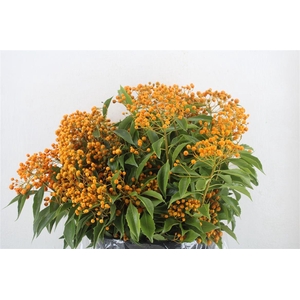 Pittosp Rombifolia P Bunch