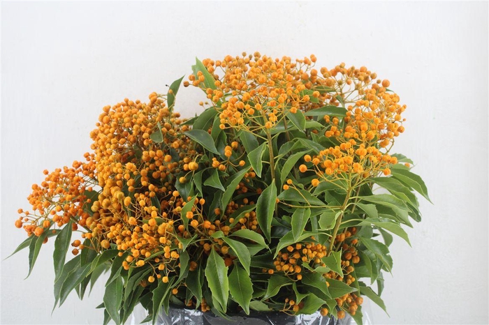 <h4>Pittosp Rombifolia P Bunch</h4>