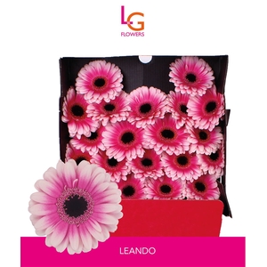 Ge Mi Leando - Fust 575